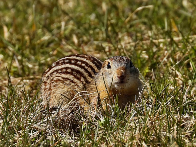 13-lined-ground-squirrel.jpg