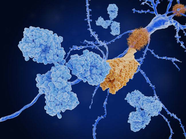 Antibody binding to an amyloid beta fibril