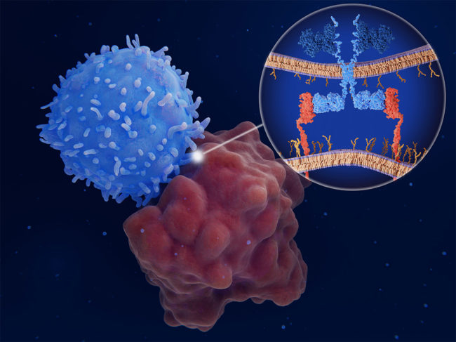 3D illustration demonstrating CAR T therapy