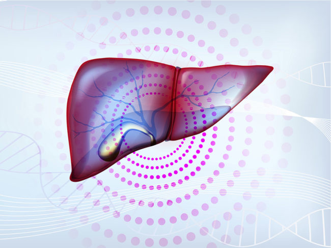 Liver illustration