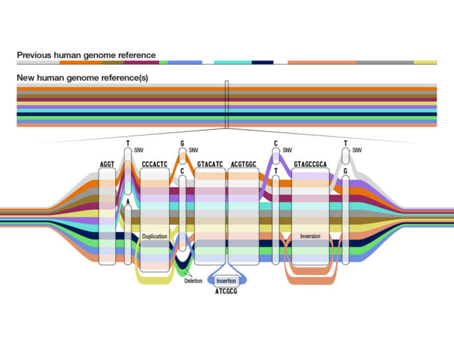 Illustration showing pangenome graph