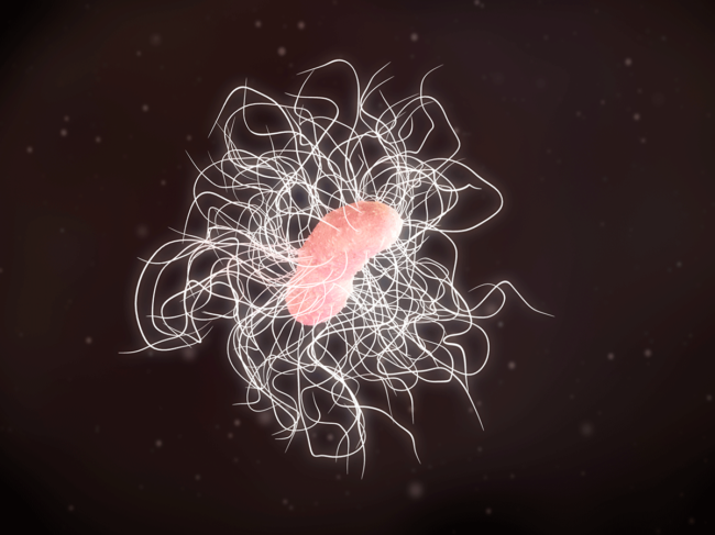 Clostridium difficile bacteria