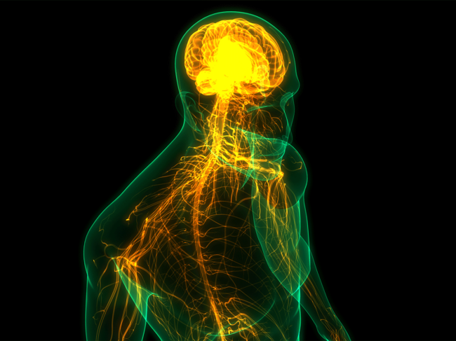 Central nervous system