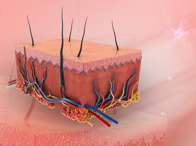 Skin, tissue layer illustration