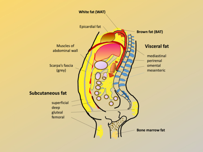 Diagram of of the main human adipose tissue depots in the body.