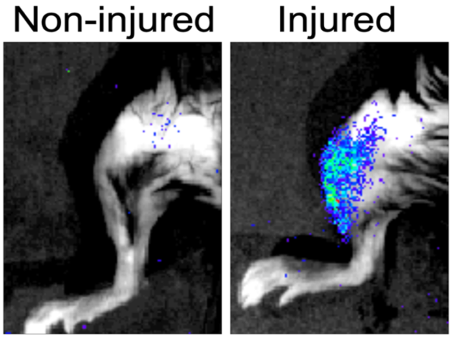 Comparison of senescent cells in regenerating muscle.