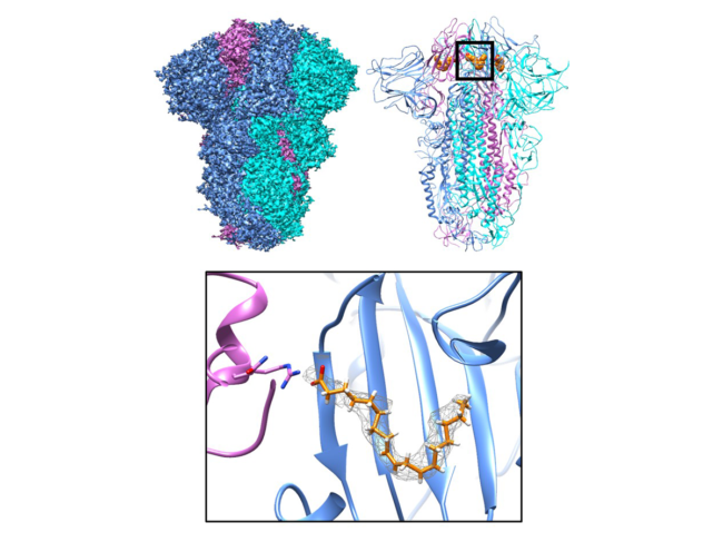 Illustration of the spike glycoprotein structure of SARS-CoV and linoleic acid molecules.