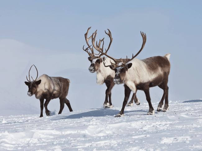 Reindeer in snow