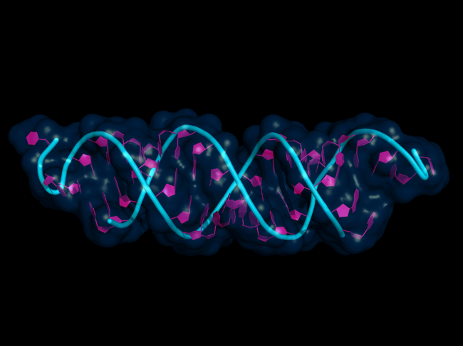 siRNA bound to mRNA